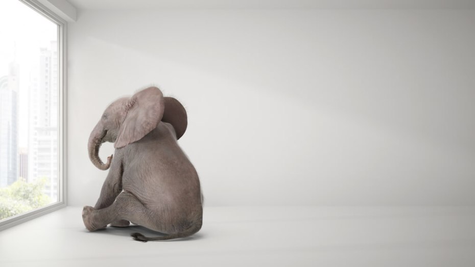 방 안에 코끼리가 있다.